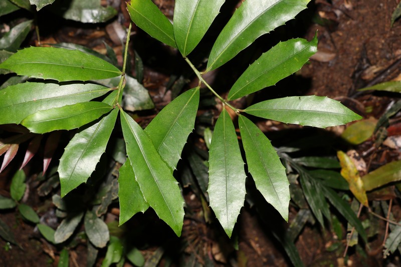 Wilkiea austroqueenslandica photo 2