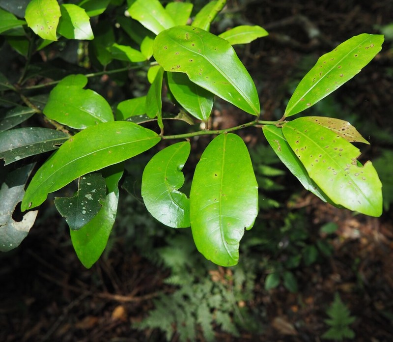 Wilkiea austroqueenslandica photo 3