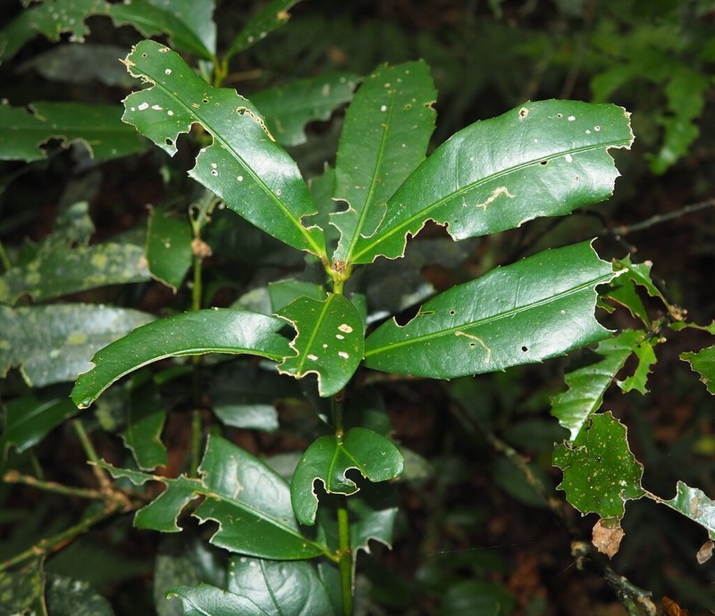 Wilkiea austroqueenslandica photo 4