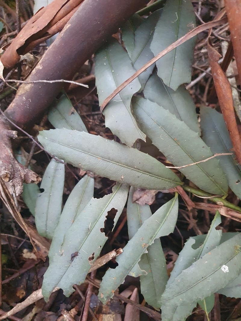 Wilkiea austroqueenslandica photo 5