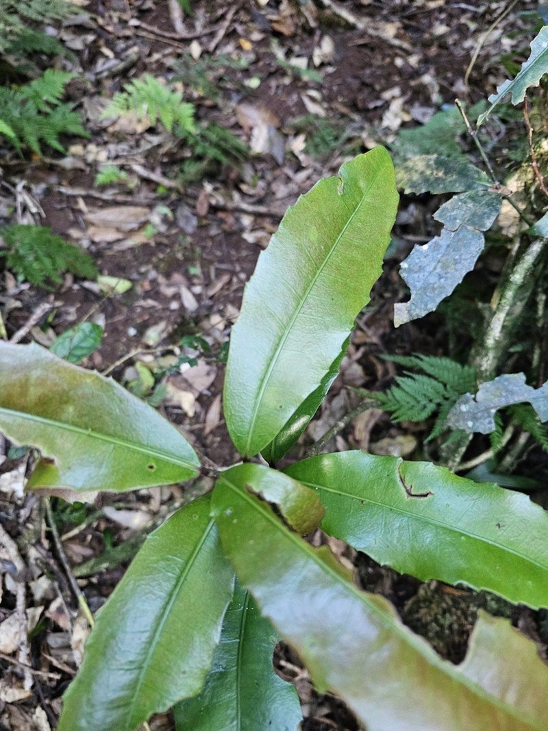 Wilkiea austroqueenslandica photo 7