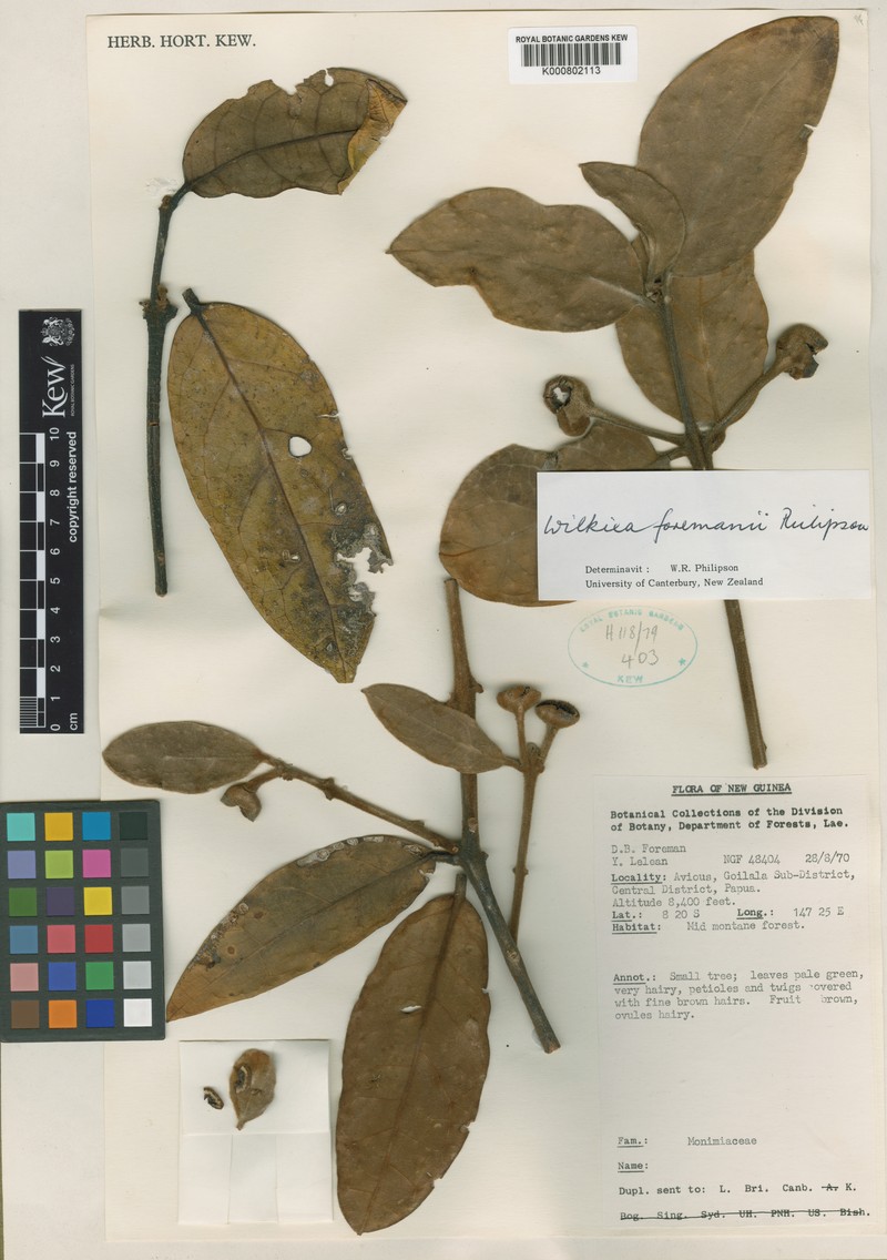Wilkiea foremanii