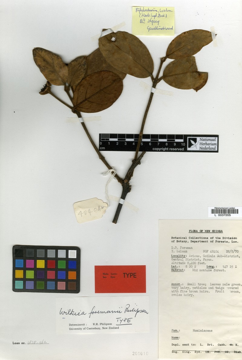 Wilkiea foremanii photo 2
