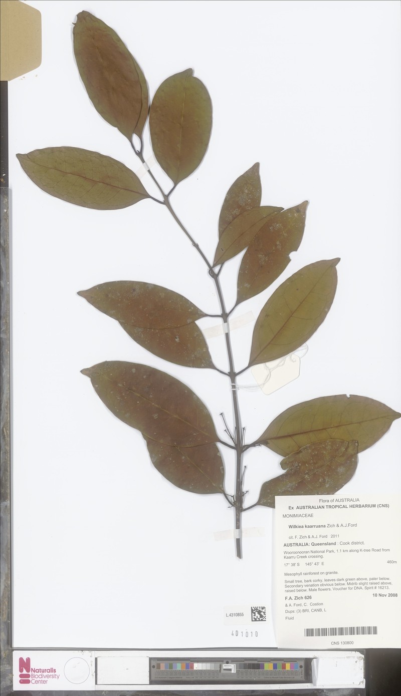 Wilkiea kaarruana