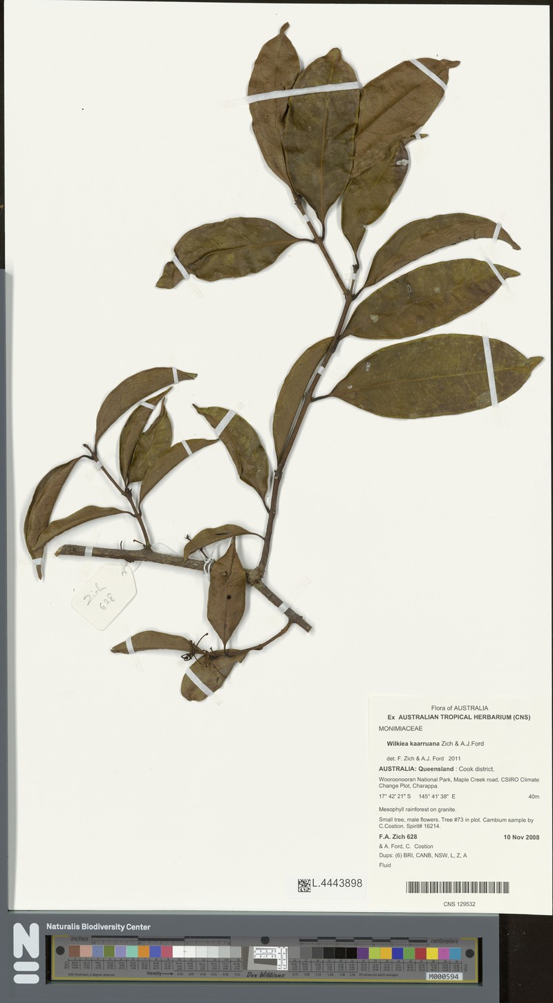 Wilkiea kaarruana photo 2