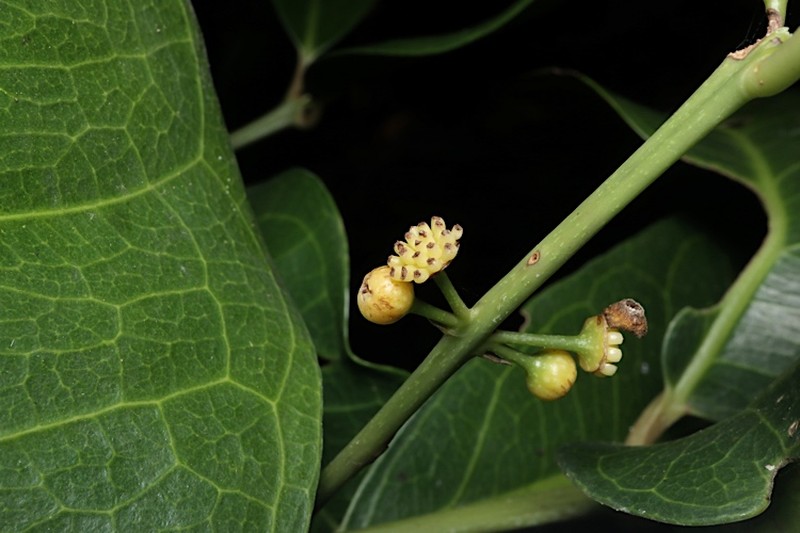 Wilkiea macrophylla