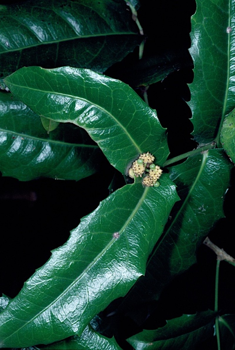 Wilkiea macrophylla photo 2