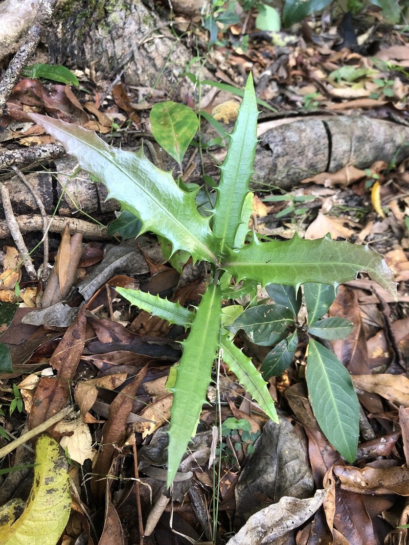 Wilkiea macrophylla photo 3