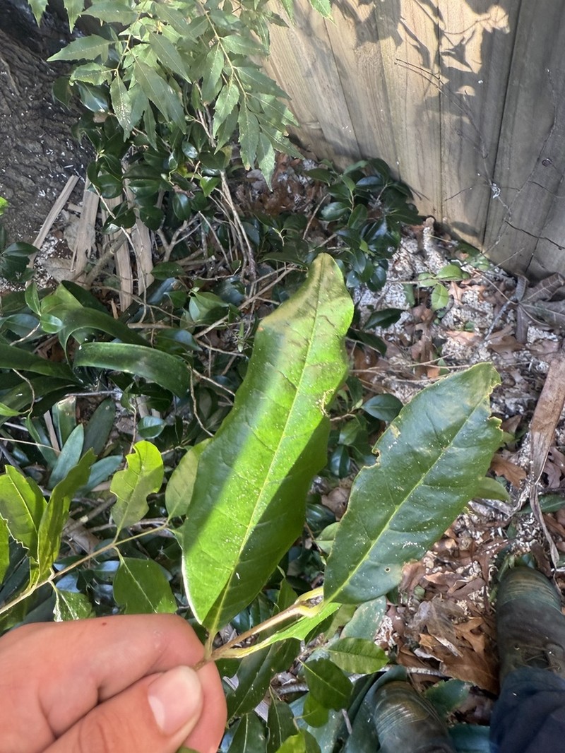 Wilkiea macrophylla photo 4