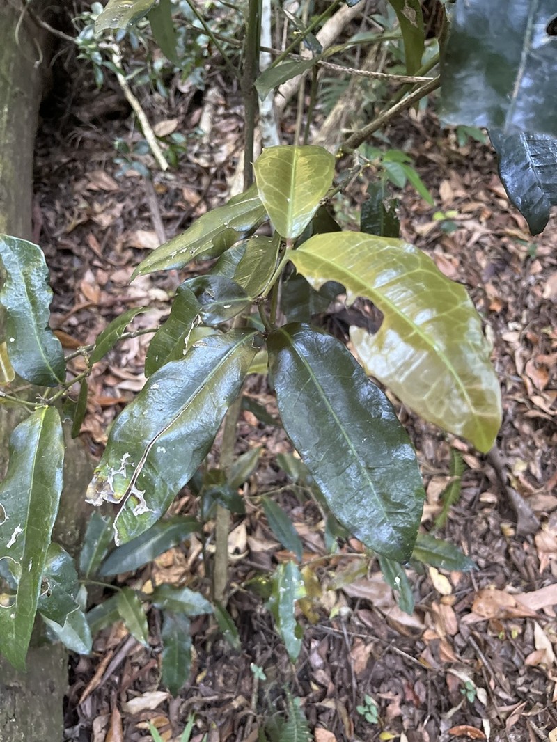 Wilkiea macrophylla photo 6