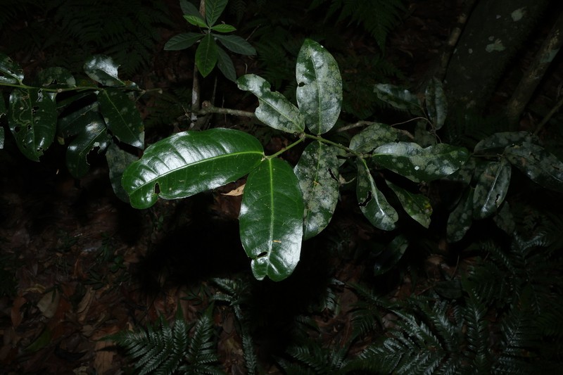 Wilkiea macrophylla photo 7