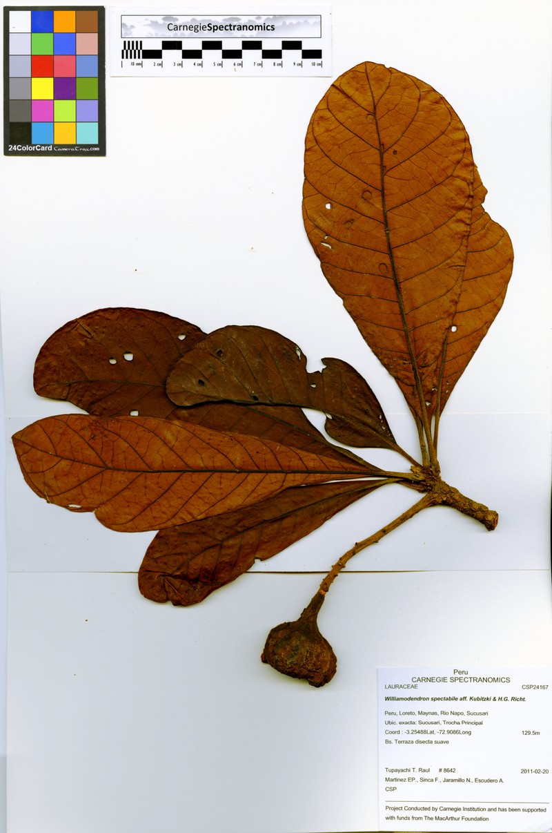 Williamodendron cinnamomeum
