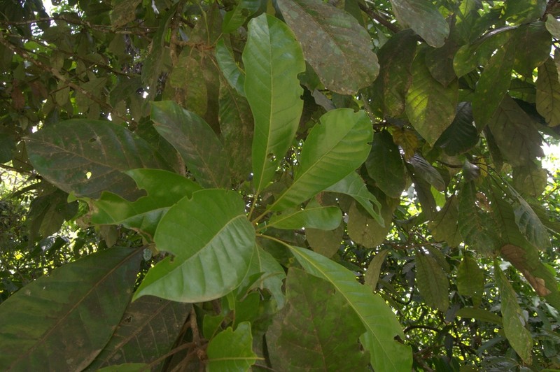 Williamodendron glaucophyllum