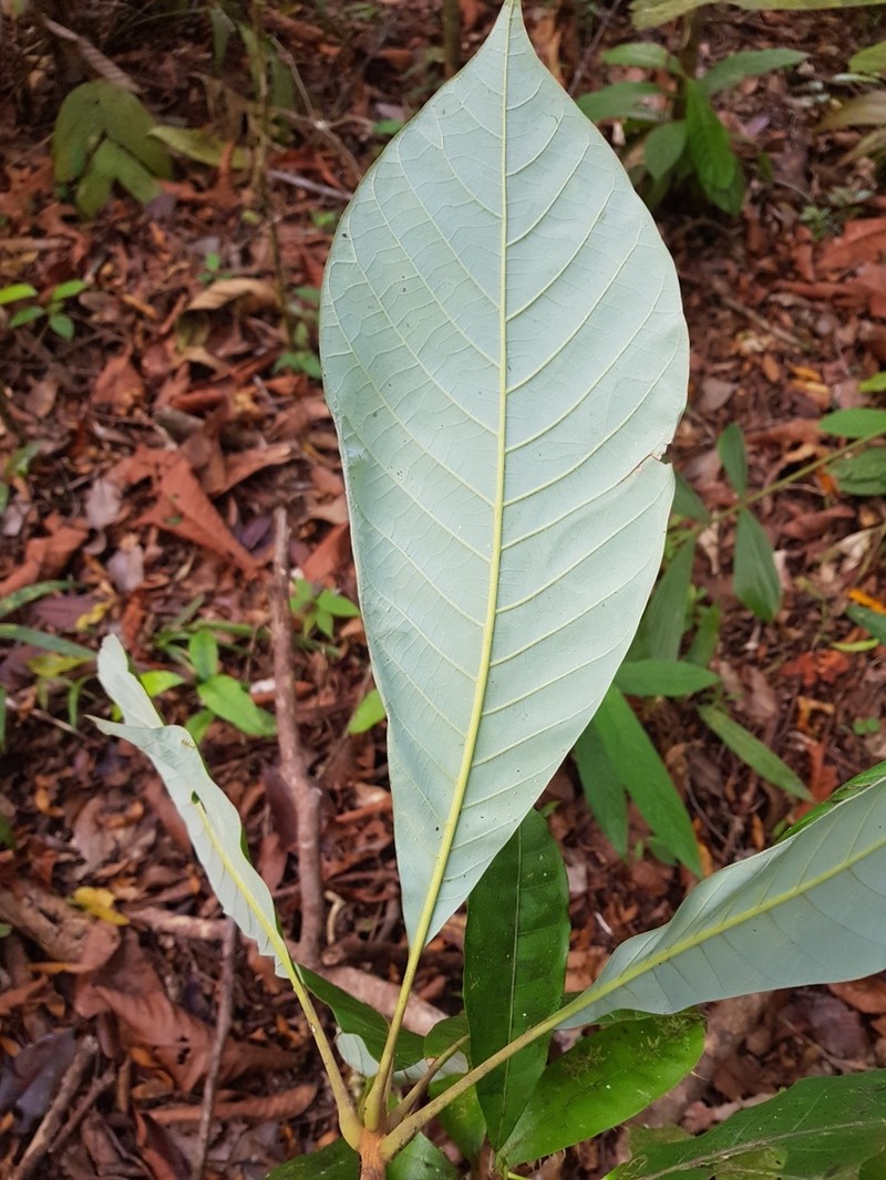 Williamodendron glaucophyllum photo 2