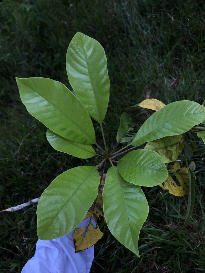 Williamodendron glaucophyllum photo 3