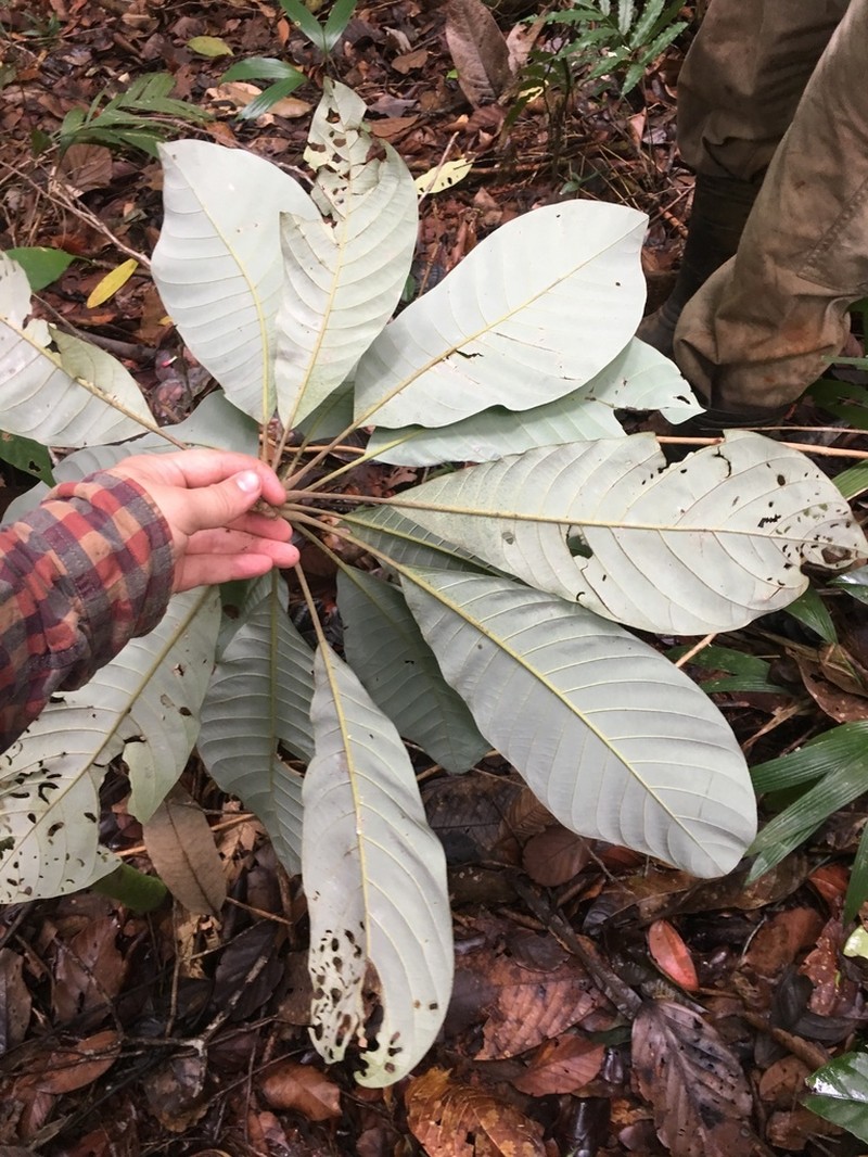 Williamodendron glaucophyllum photo 4