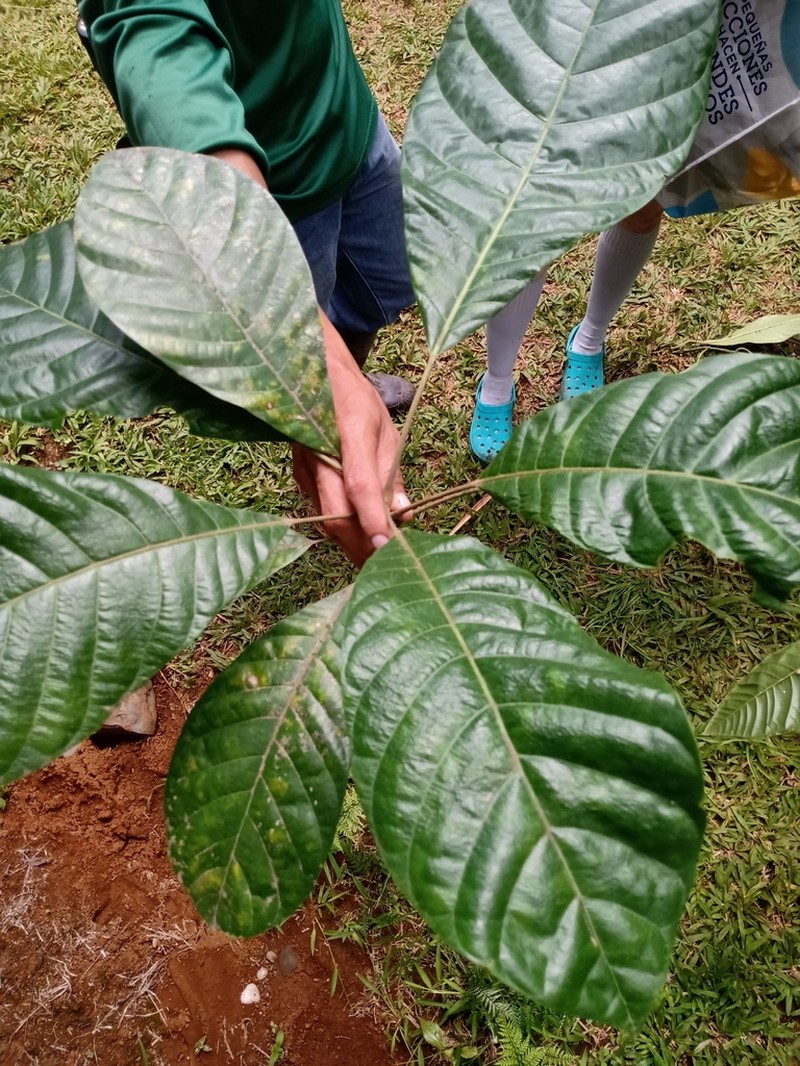 Williamodendron glaucophyllum photo 5
