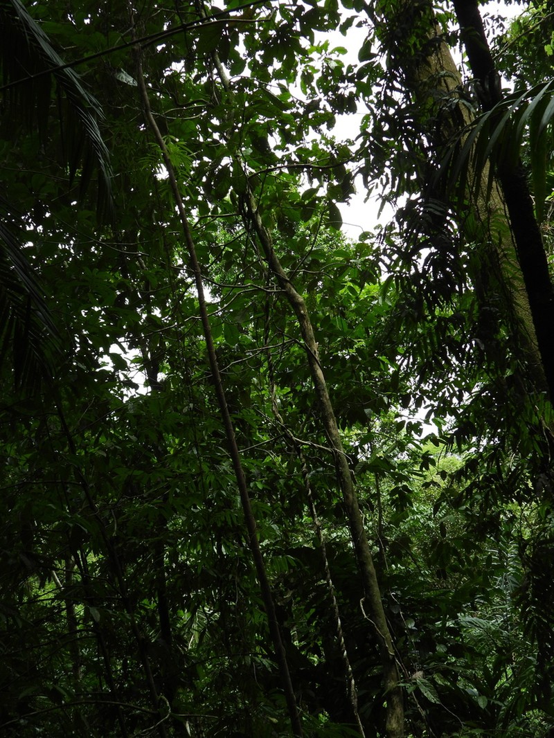 Williamodendron glaucophyllum photo 6