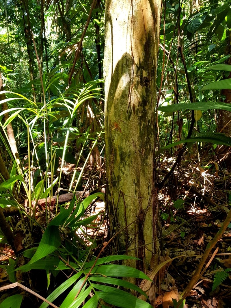 Williamodendron glaucophyllum photo 7