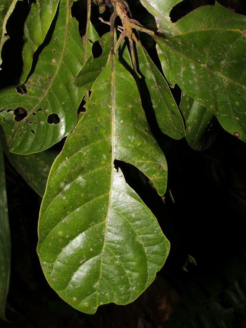 Williamodendron glaucophyllum photo 8