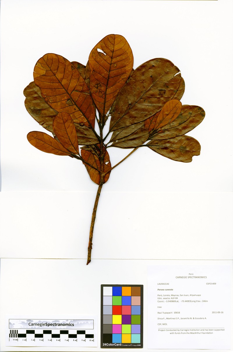 Williamodendron spectabile