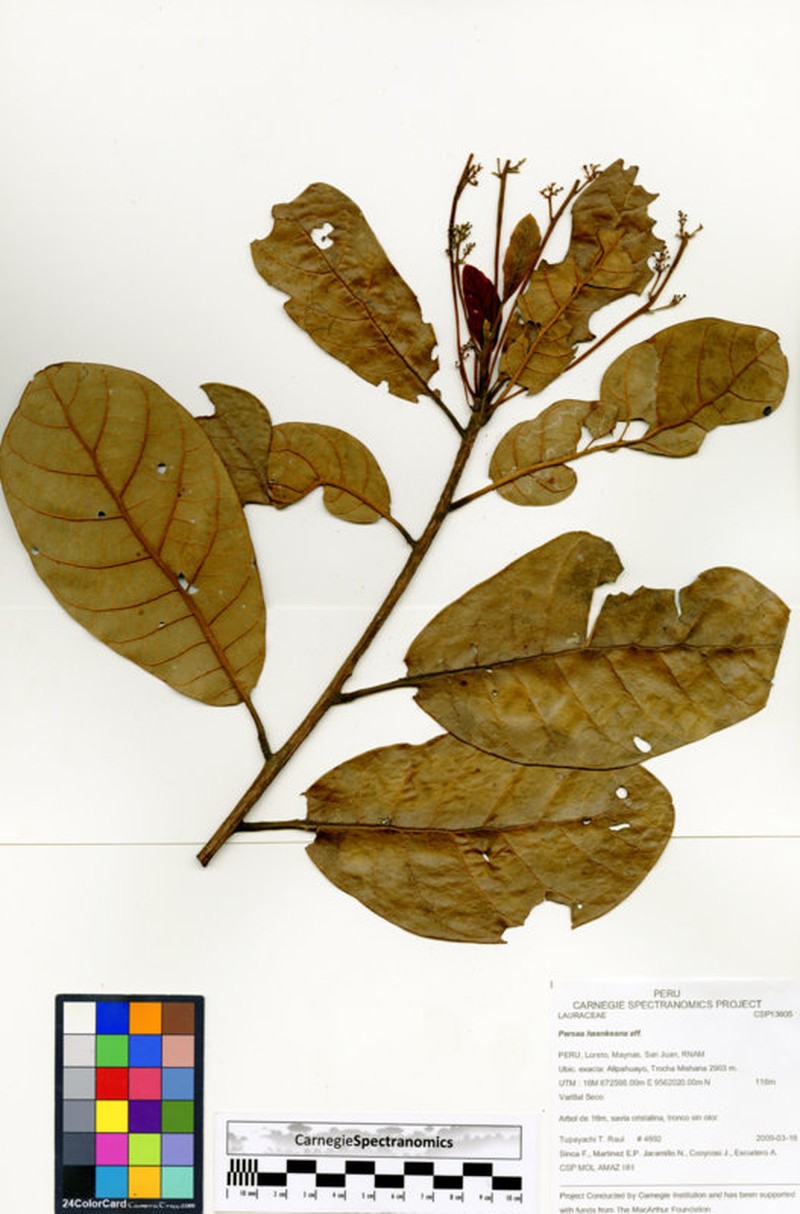 Williamodendron spectabile photo 2