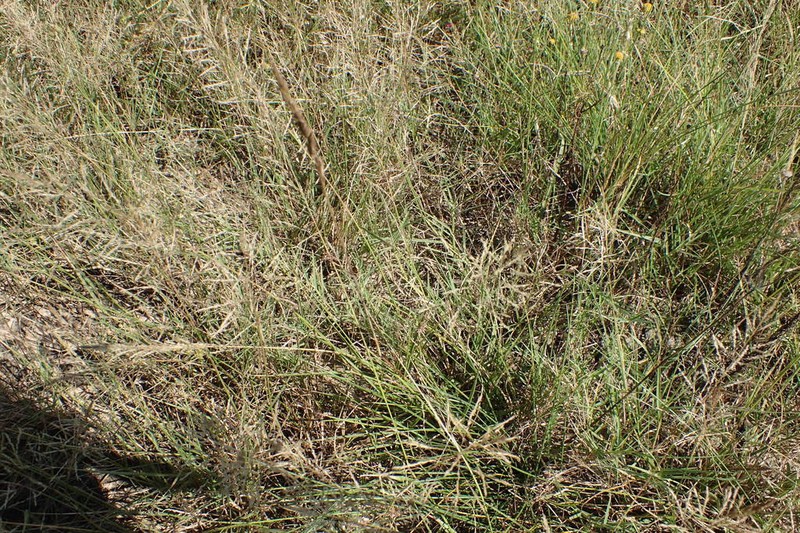 Texas Willkommia photo 5