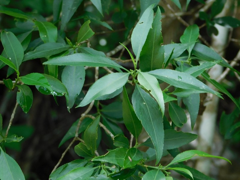 Wimmeria acuminata