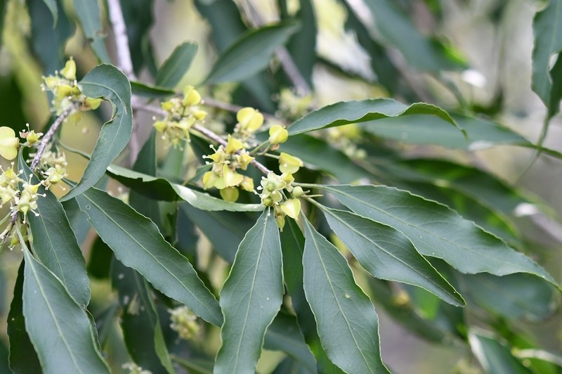 Wimmeria acuminata photo 2