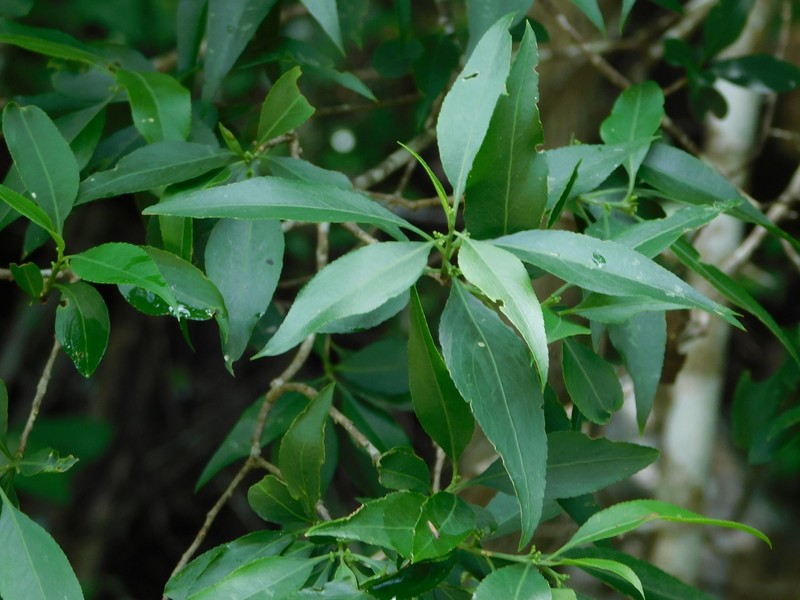 Wimmeria acuminata photo 3