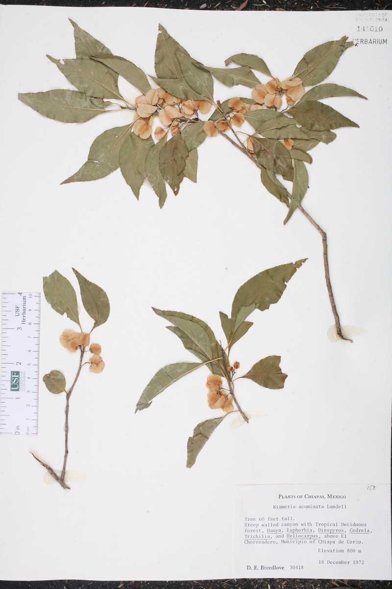 Wimmeria acuminata photo 5