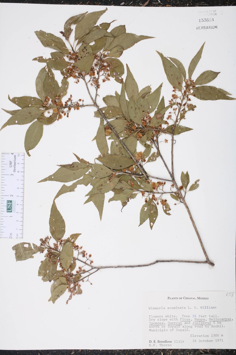Wimmeria acuminata photo 6