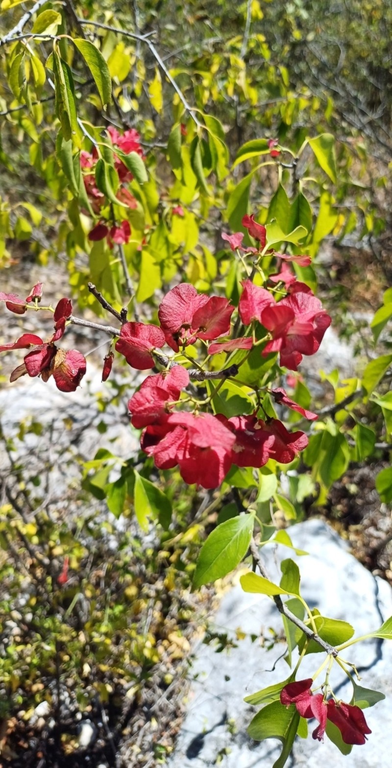 Wimmeria bartlettii photo 2