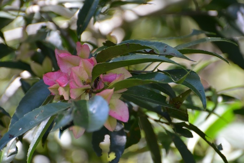 Wimmeria bartlettii photo 3