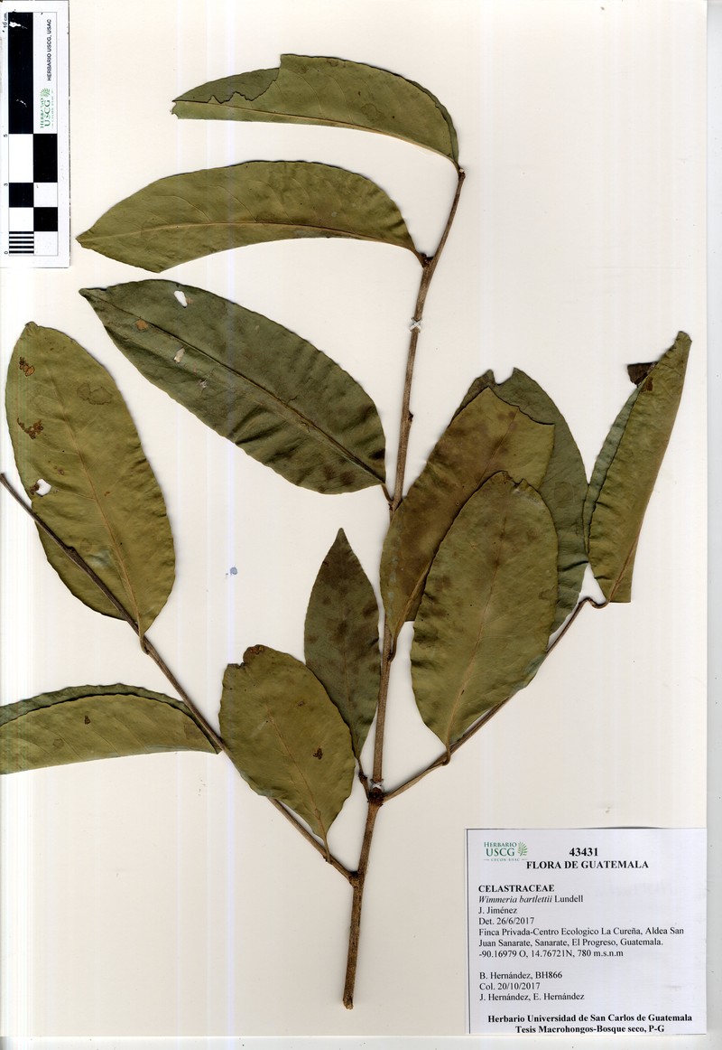 Wimmeria bartlettii photo 8