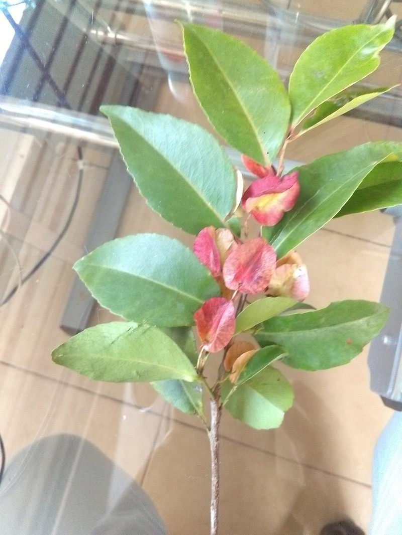 Wimmeria concolor