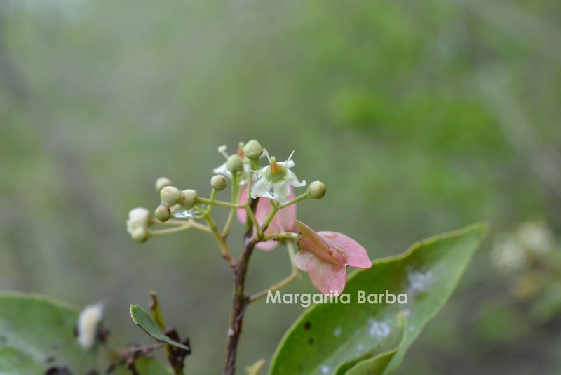 Wimmeria concolor photo 2