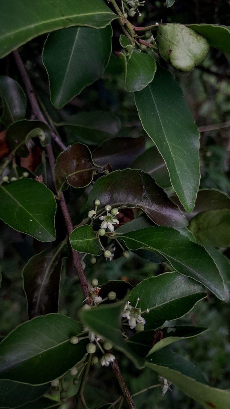 Wimmeria concolor photo 4