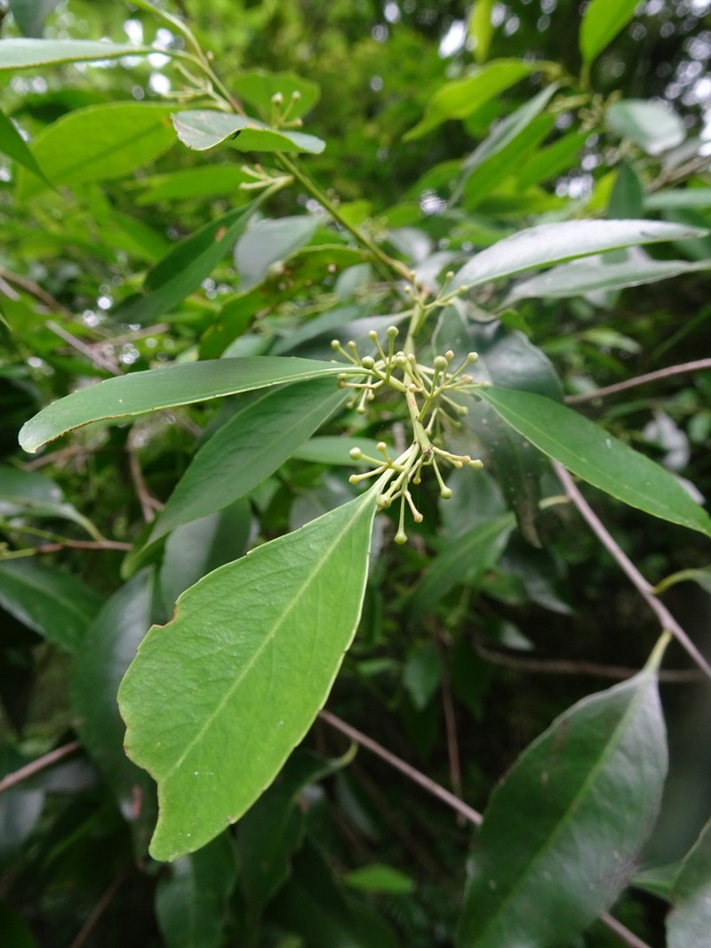 Wimmeria concolor photo 7