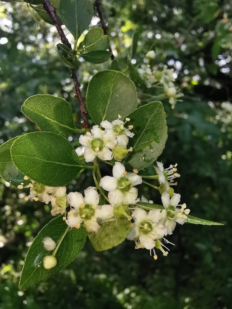 Wimmeria confusa