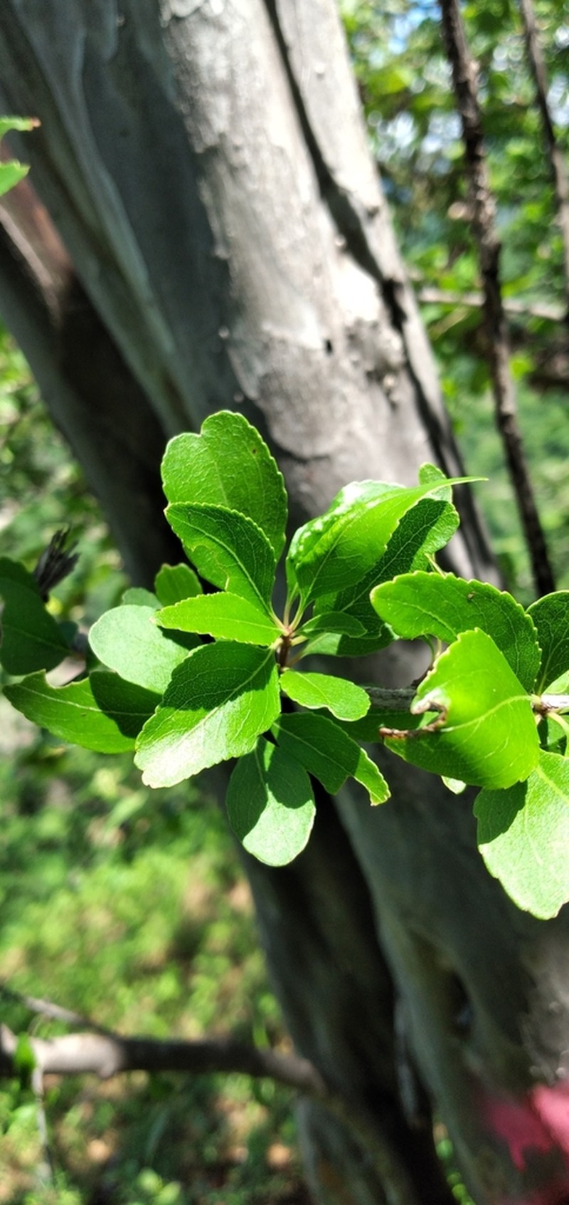 Wimmeria confusa photo 2
