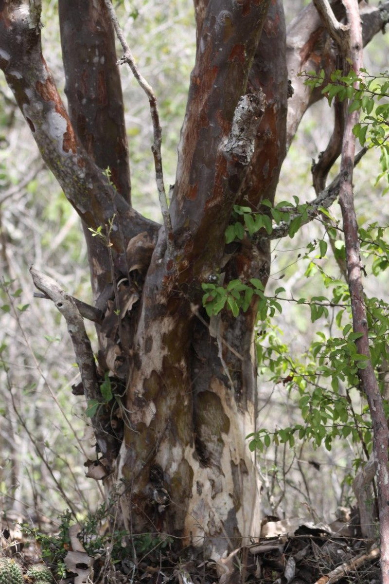 Wimmeria excoriata