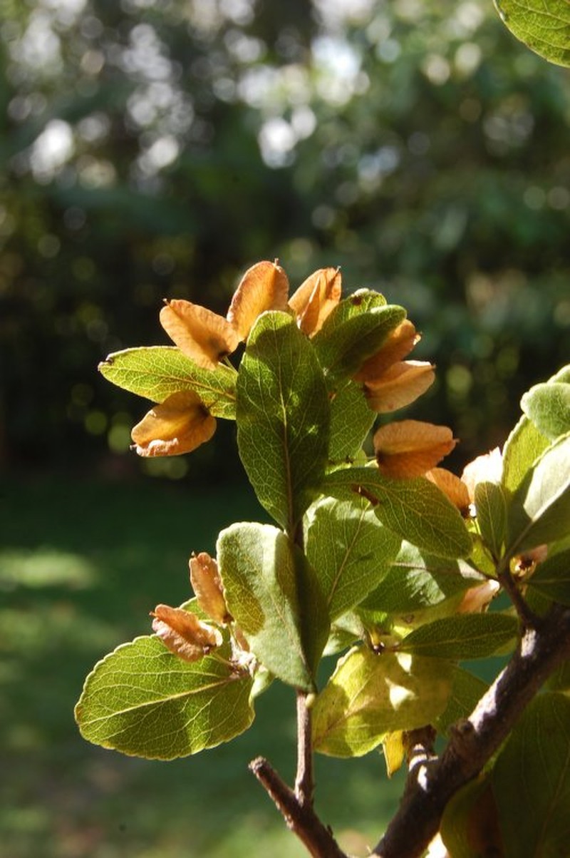 Wimmeria excoriata photo 3