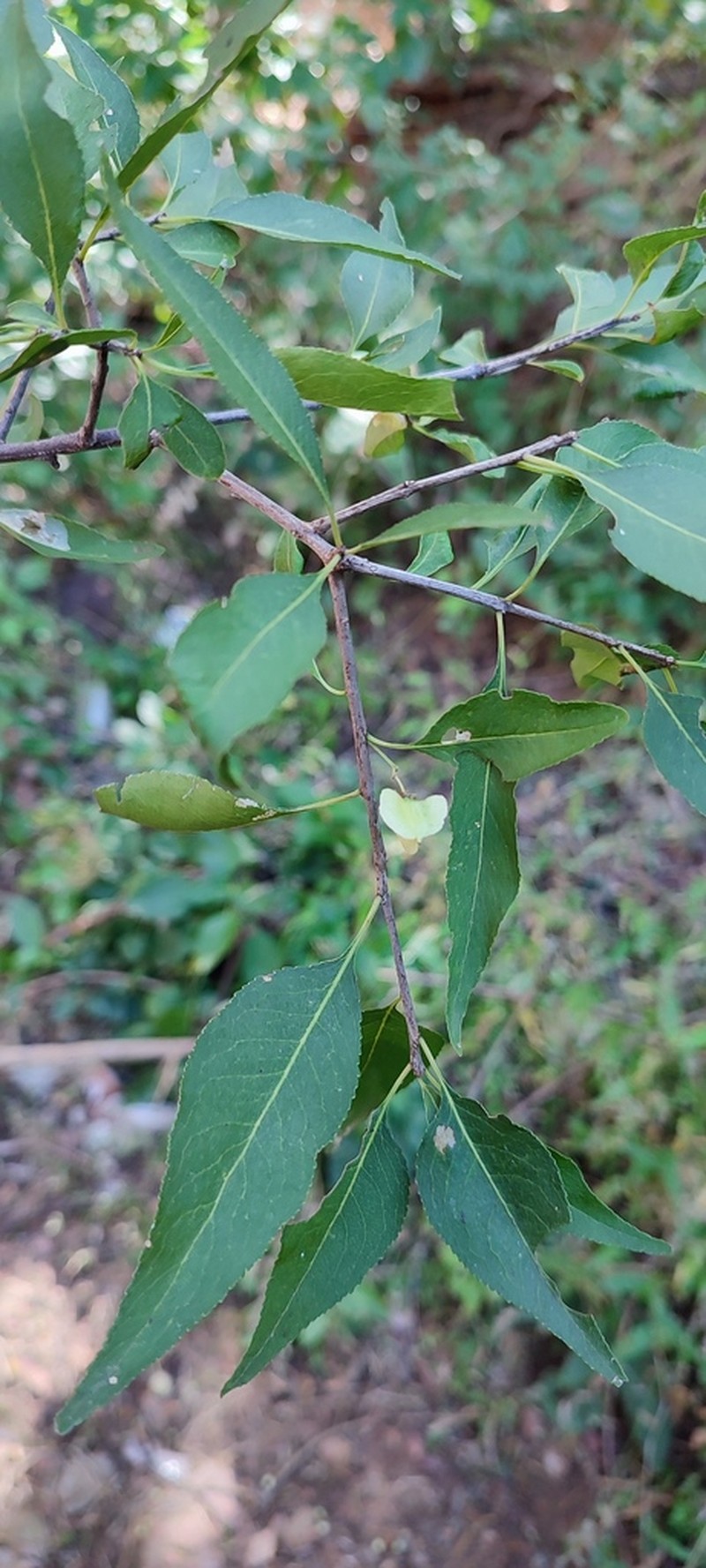 Wimmeria lanceolata