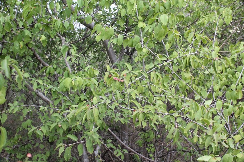 Wimmeria lanceolata photo 2
