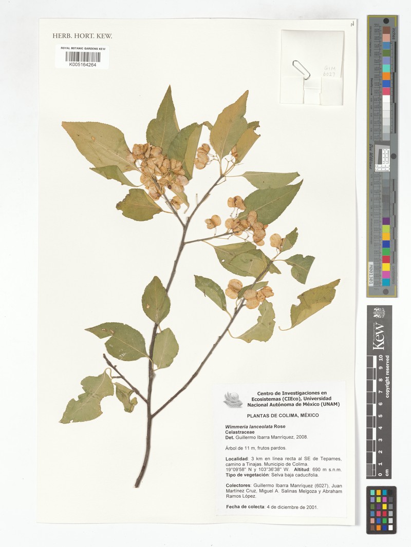 Wimmeria lanceolata photo 3