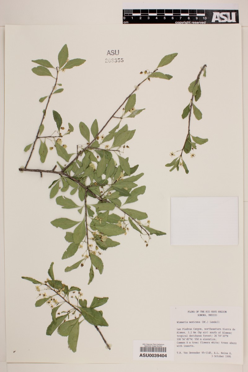 Wimmeria lanceolata photo 4