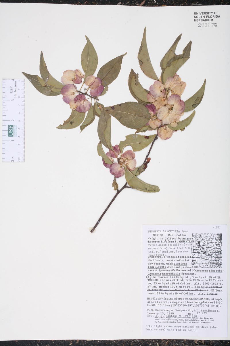 Wimmeria lanceolata photo 5