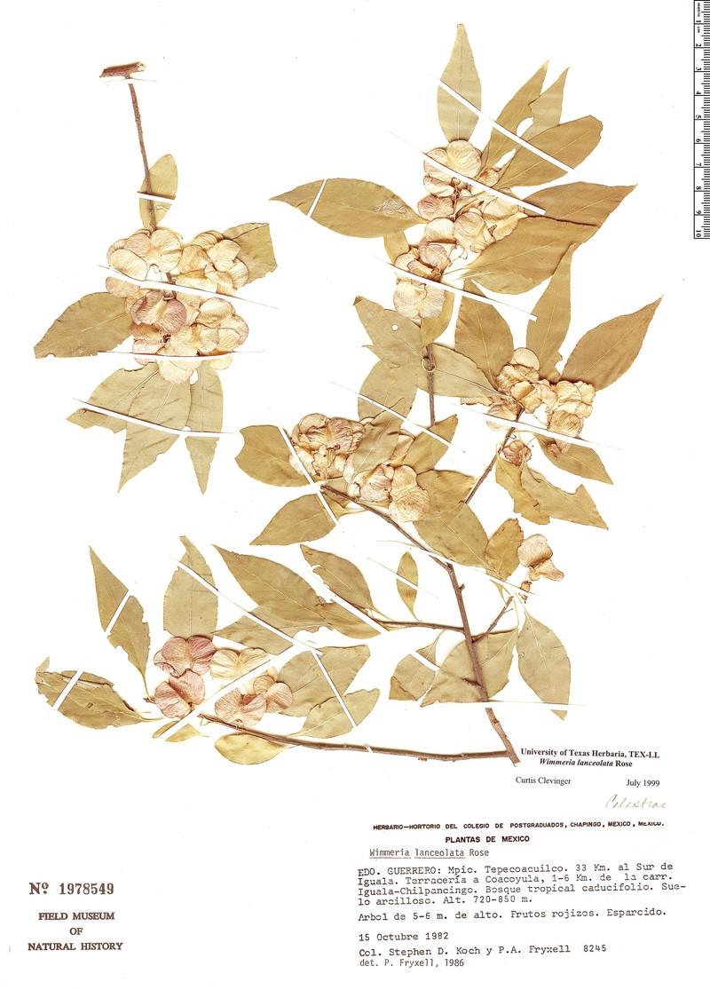 Wimmeria lanceolata photo 6