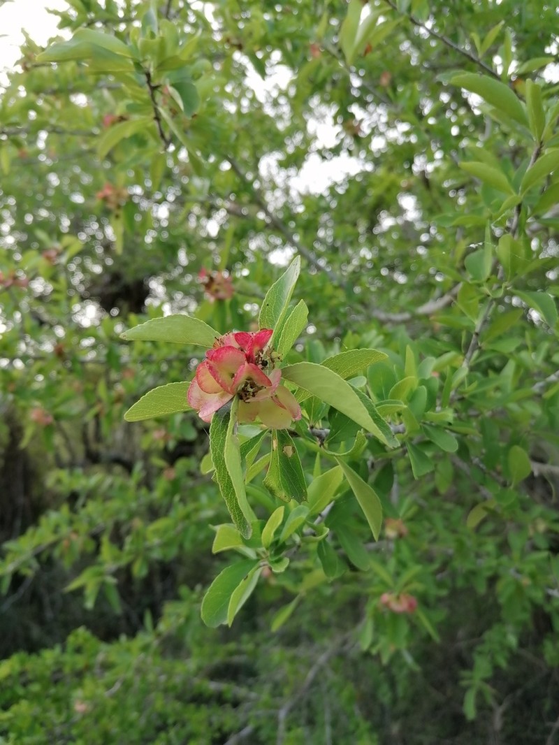 Wimmeria microphylla photo 2